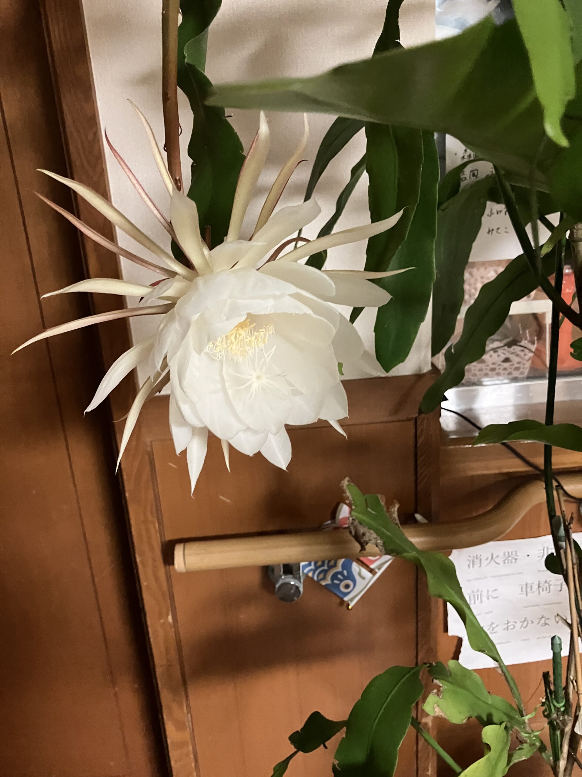 月下美人が咲きました