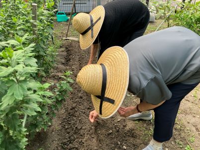 まだ暑い日が続きますが、大根の種蒔きました