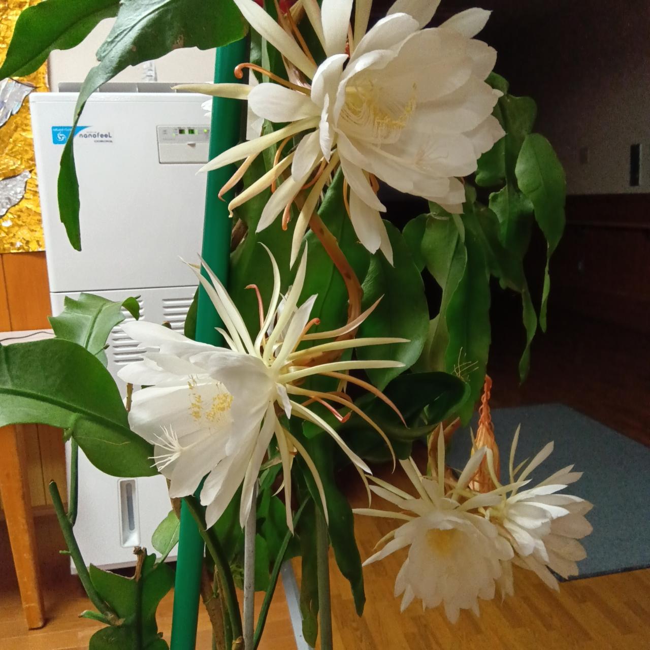 月下美人