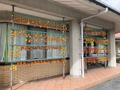 干し柿、たくさん並びました